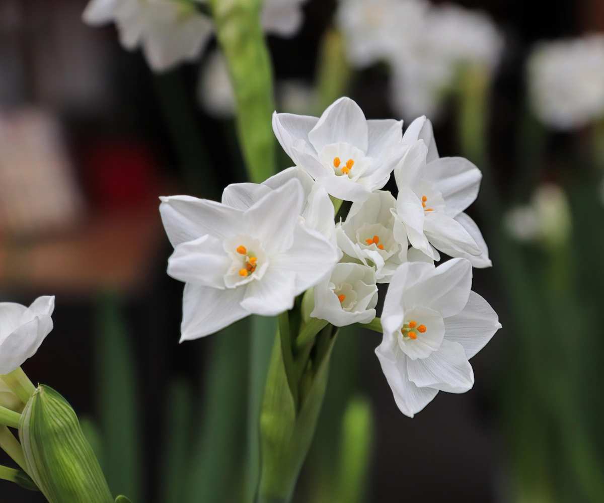 paper white narcissi
