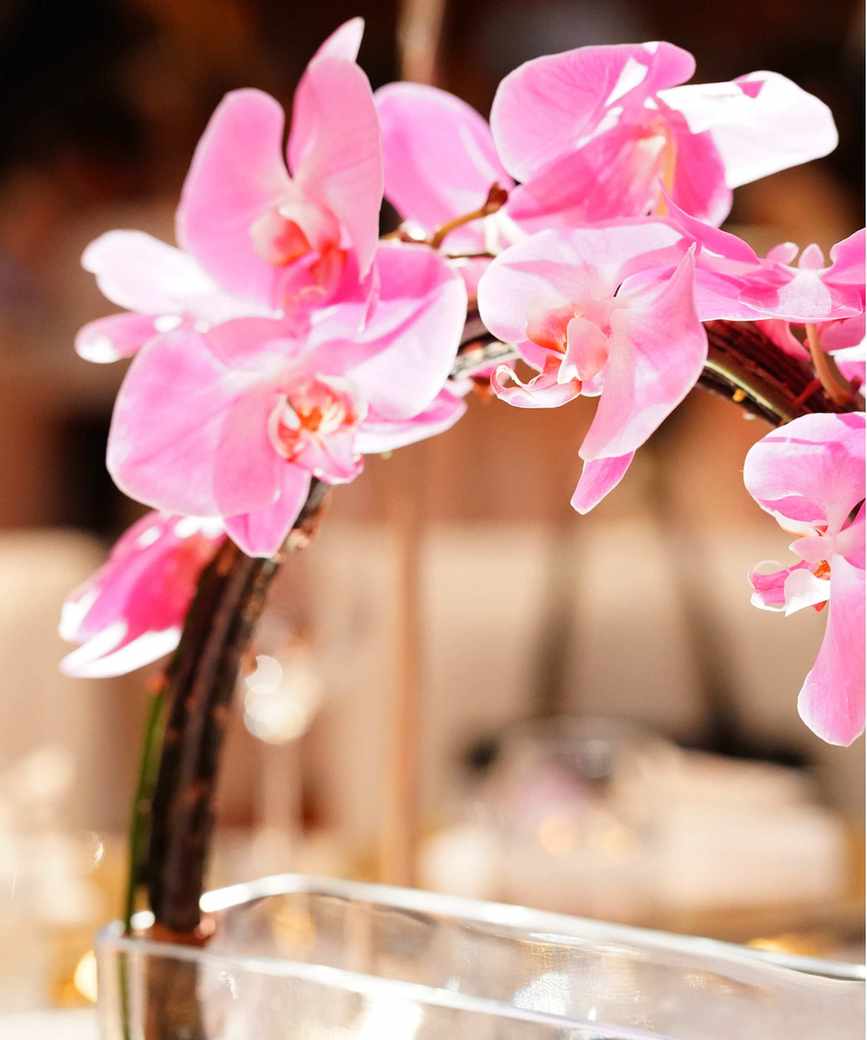 Orchids in water vase
