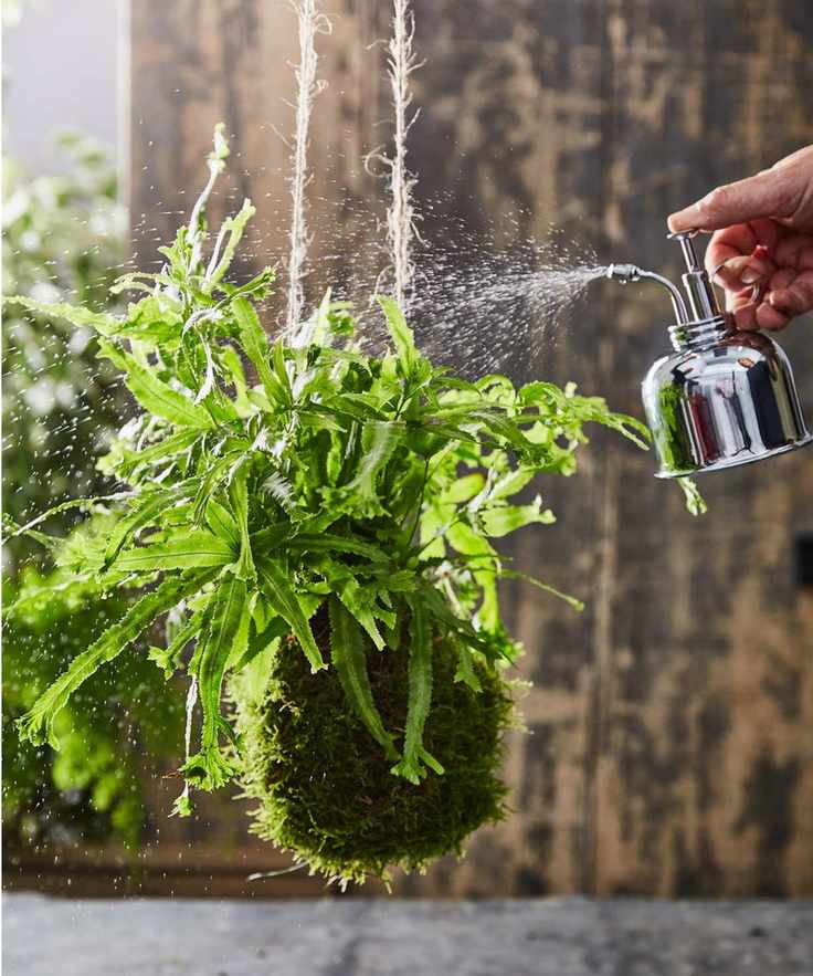 Misting kokedama plant