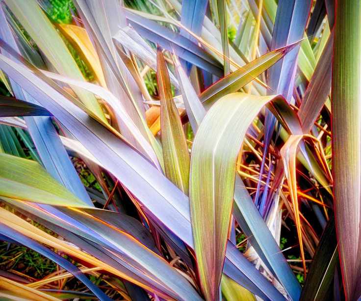 New Zealand flax for screening