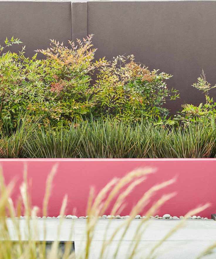 raised bed painted pink and planted with ornamental grass