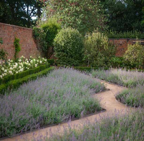 gravel garden among formal beds of lavender in walled garden