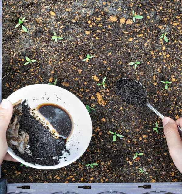 Coffee grounds