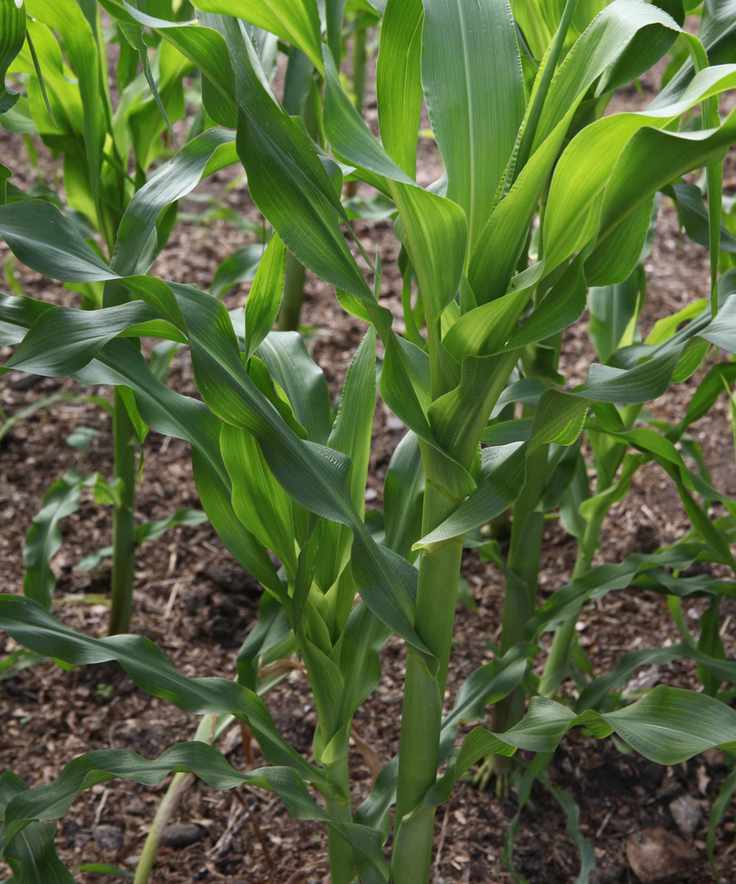 Sweetcorn to plant in May