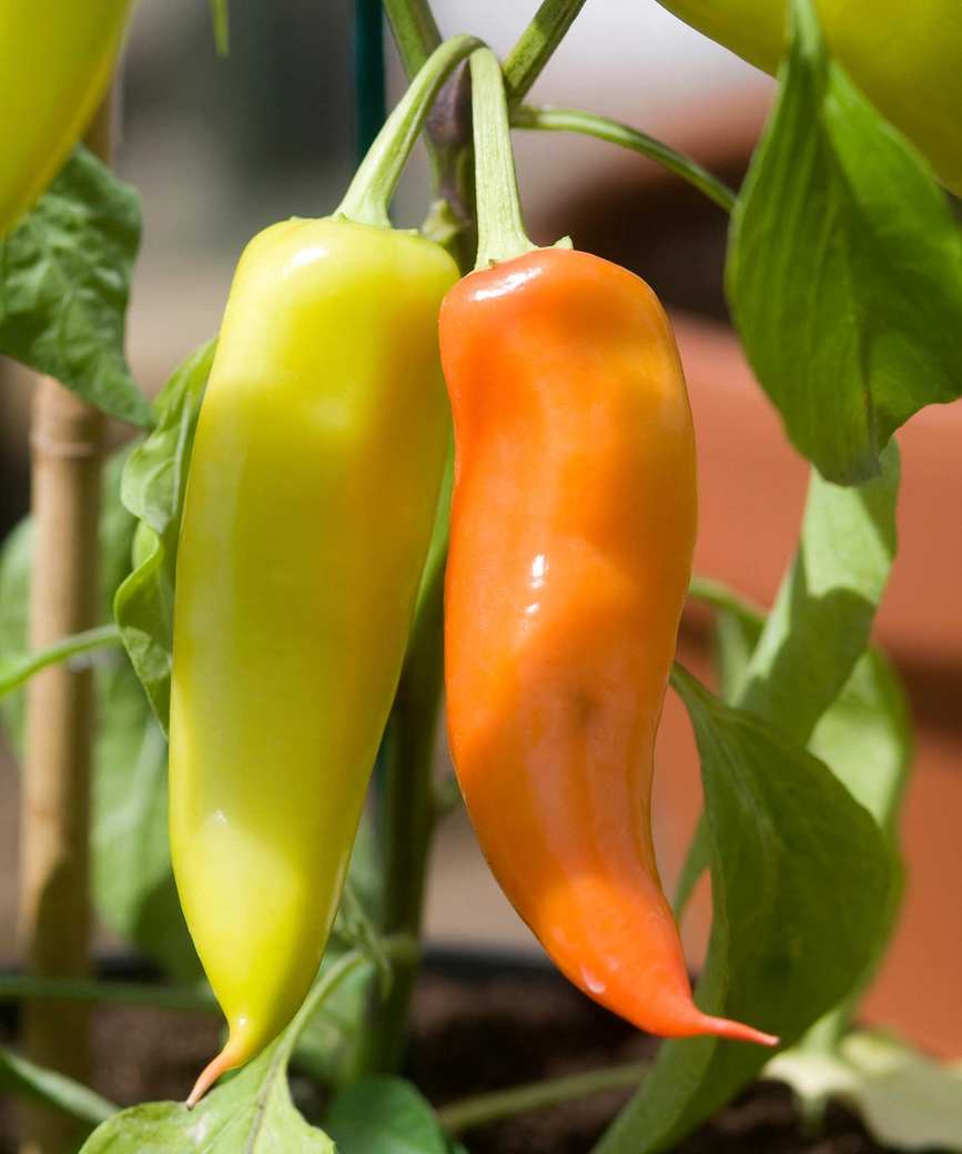 Hungarian hot wax chilli peppers
