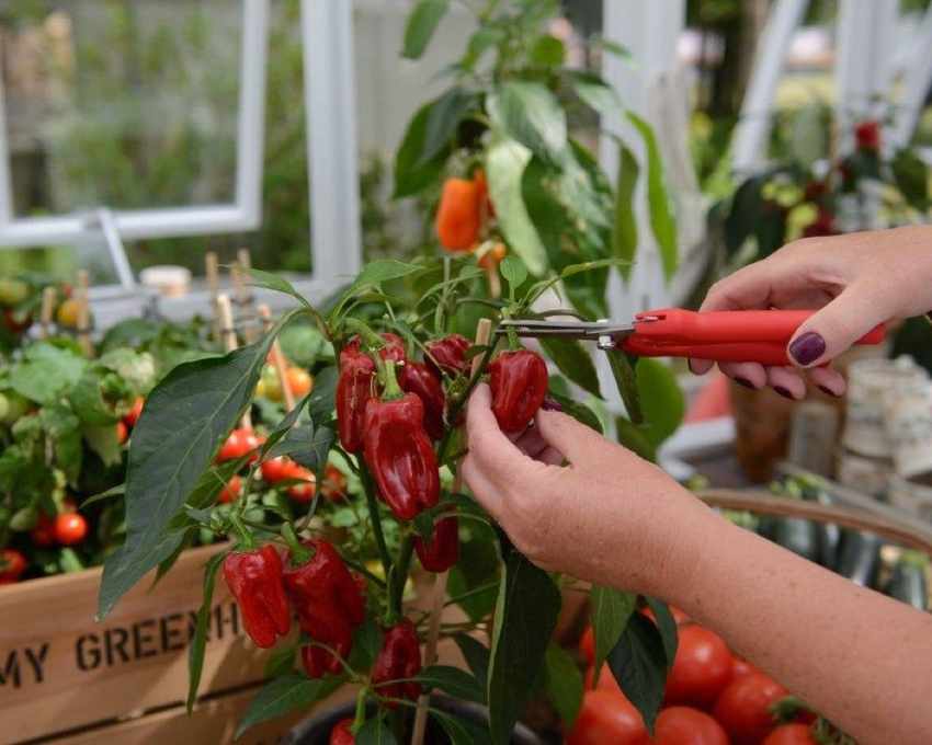 grow in a greenhouse