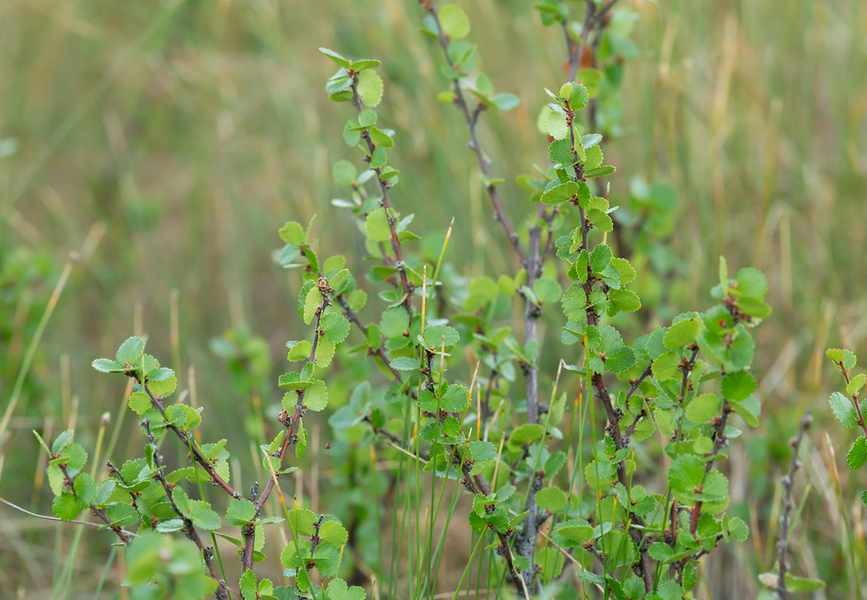 Dwarf birch, Betula nana among vegetation