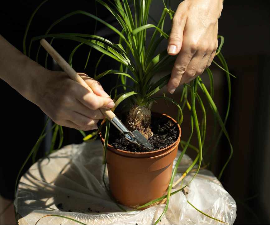 Repotting ponytail palm