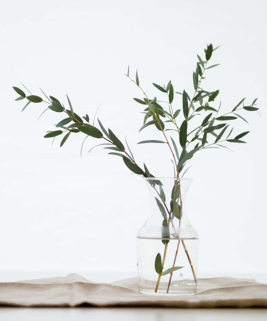 Eucalyptus plant