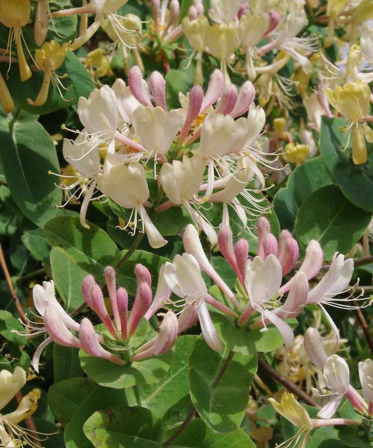 Lonicera caprifolium 'inga'