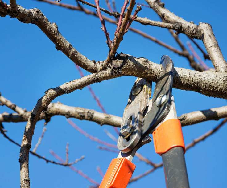 Fall tree pruning using loppers
