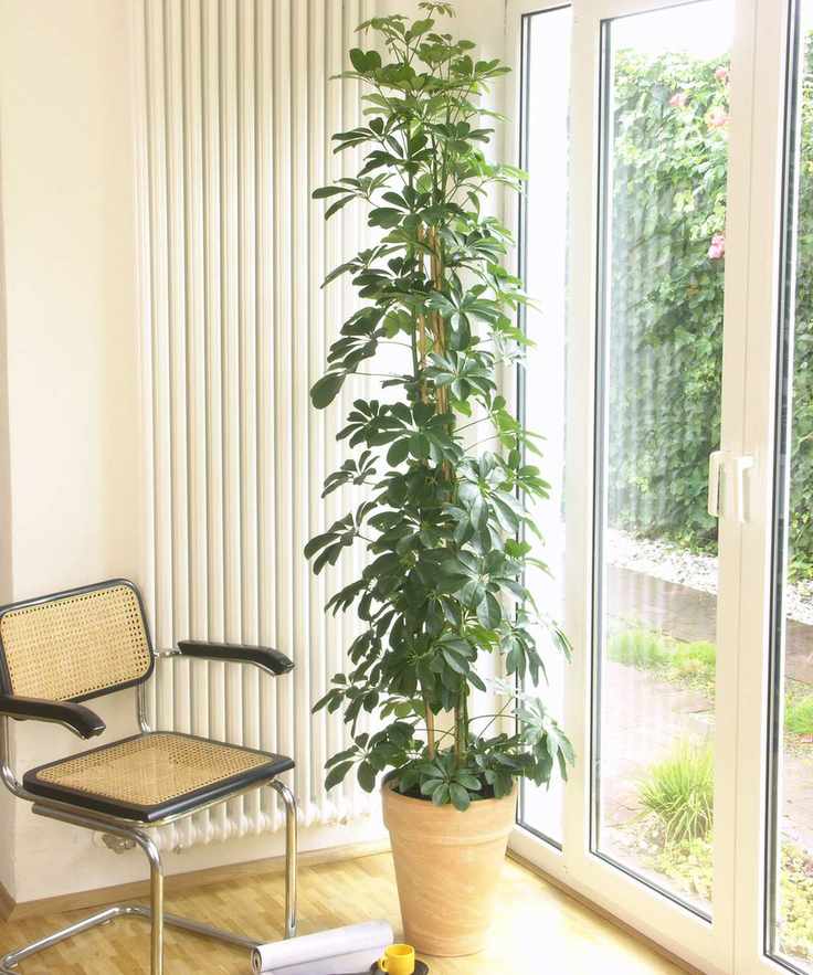 houseplant umbrella tree