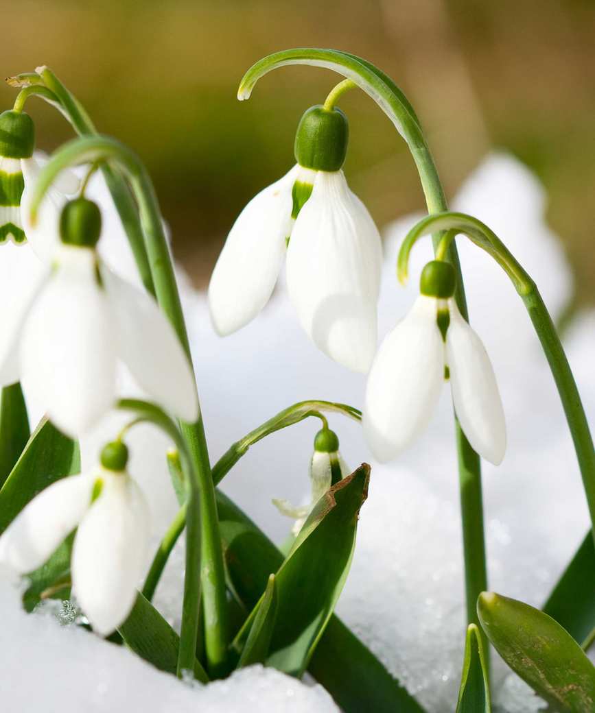 snowdrops
