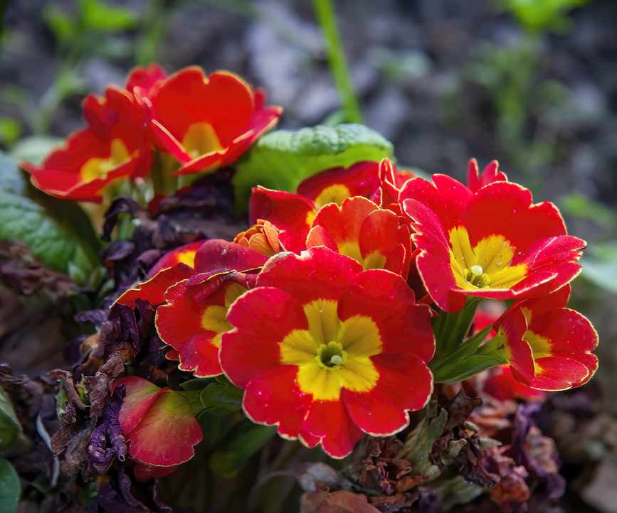 Red primroses