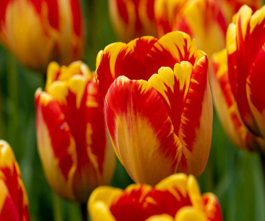 Darwin Tulip