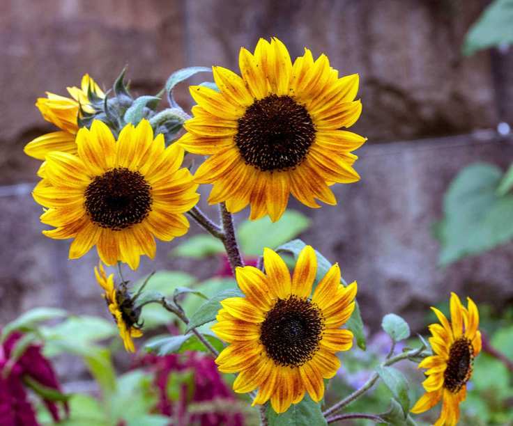 Yellow 'Tiger Eye' sunflowers in a summer garden border