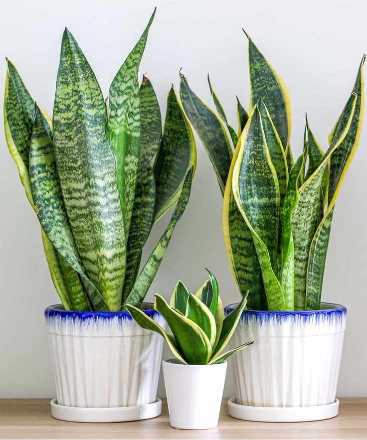 Snake plants