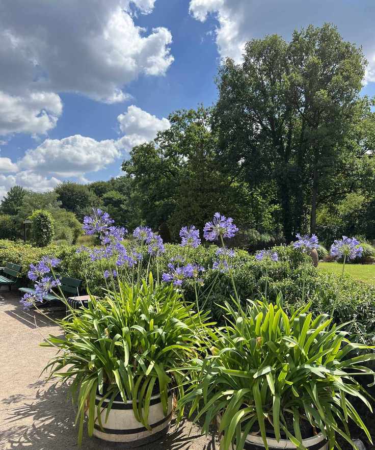Agapanthus in barrel pots