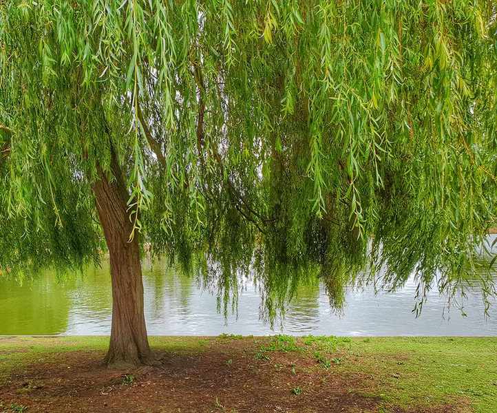 Weeping willow tree next to a lake