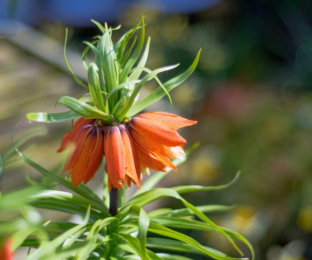 Crown imperial bulb in flower