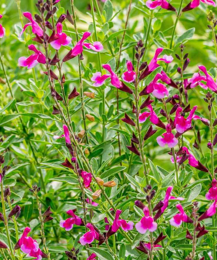 Icing Sugar salvias flowering in summer display