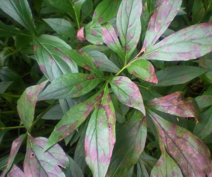 Peony leaves affected by peony wilt with brown markings