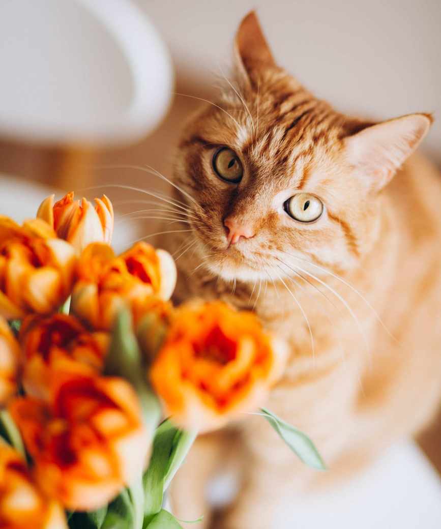 Cat with tulips