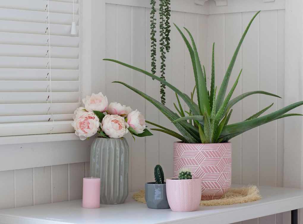Aloe vera indoor plant