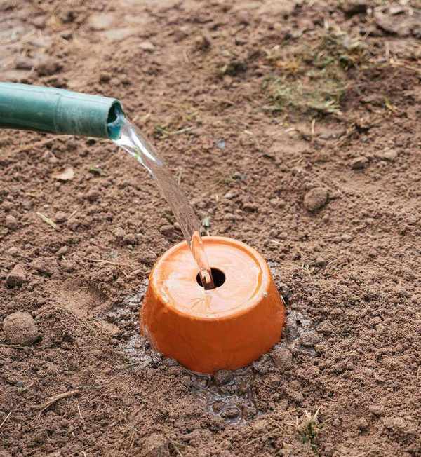 pouring water into the top of a terracotta olla