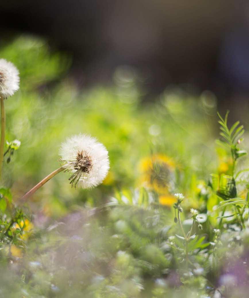 Weeds in a garden