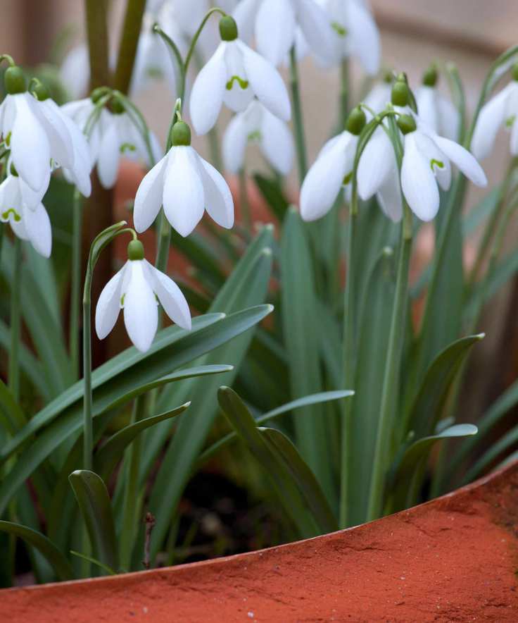 snowdrops growing in a terracotta pot