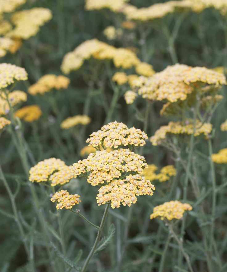 Yellow yarrow plant