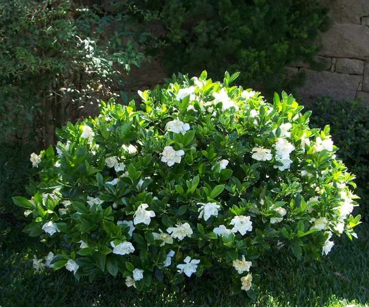 Gardenia 'Frost Proof' shrub outside with white flowers