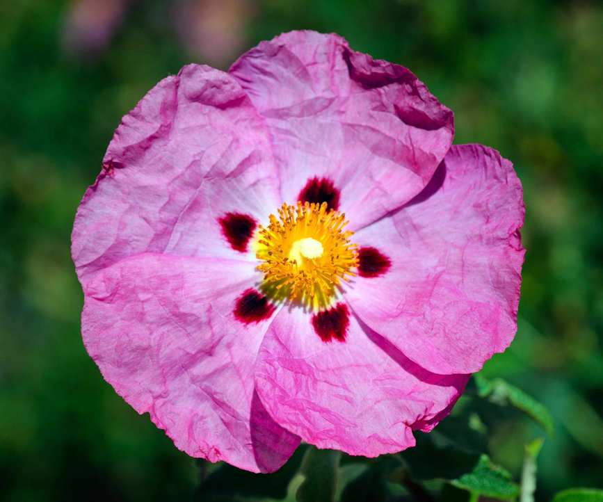 front yard plant rock rose Cistus x purpureus flowering in midsummer