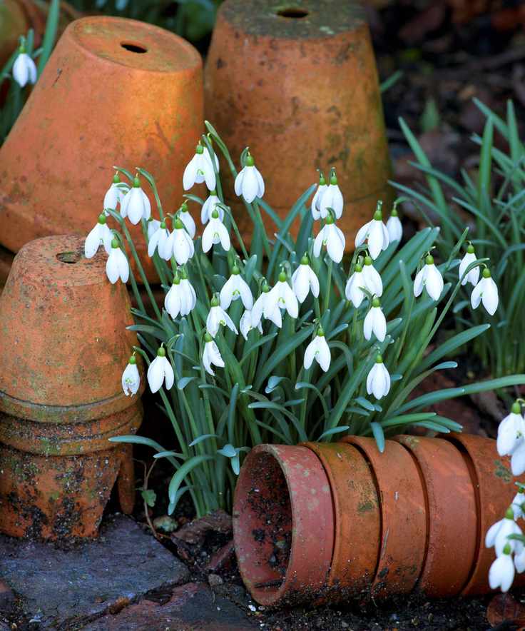 snowdrops planted among terracotta pots