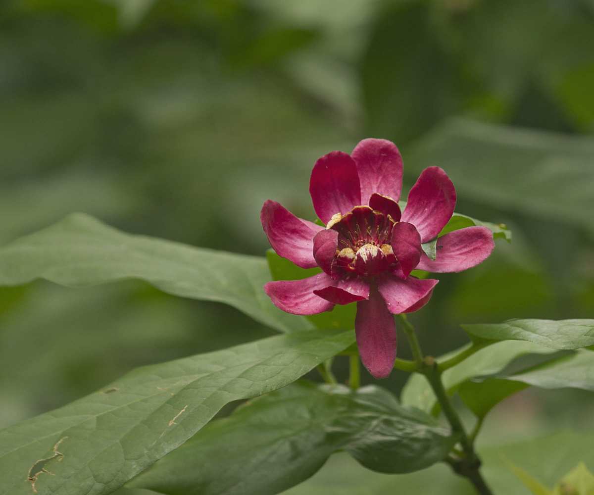 Calycanthus blooming with red open flower and green foliage