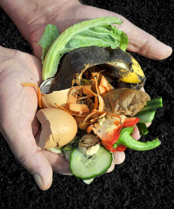 food scraps for composting