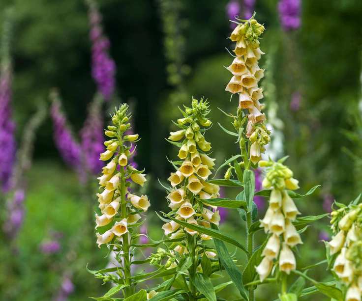 Yellow foxglove (Digitalis grandiflora)