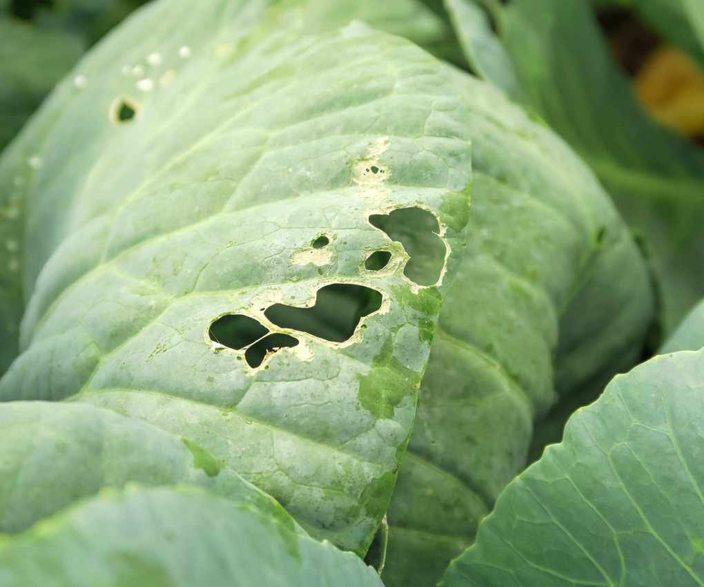 Brassica plants showing damage from caterpillars
