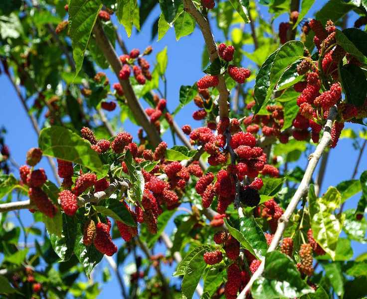 Mulberry tree with red berries
