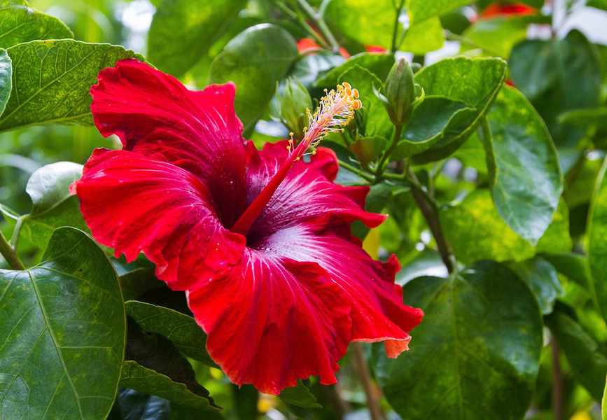 red hibiscus flower