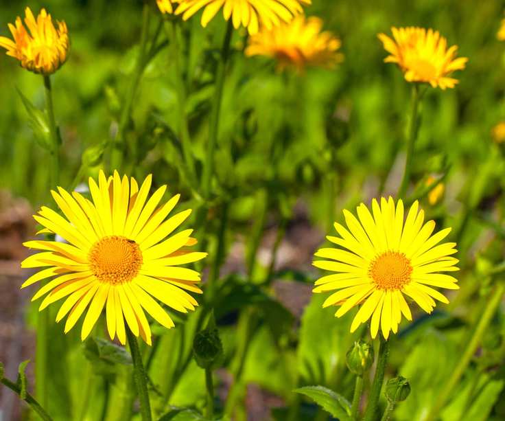 butterfly garden Doronicum plantagineum 'Excelsum' in bloom