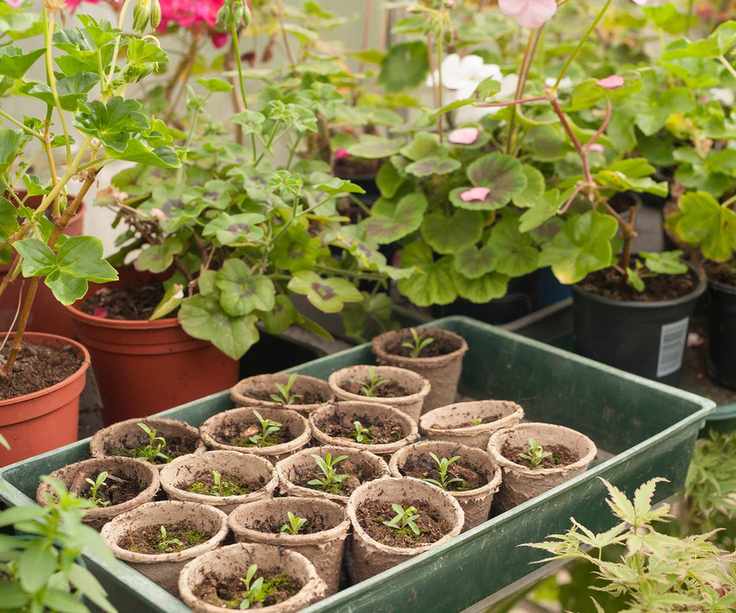 Heated greenhouse forcing gardeners crop of flowers
