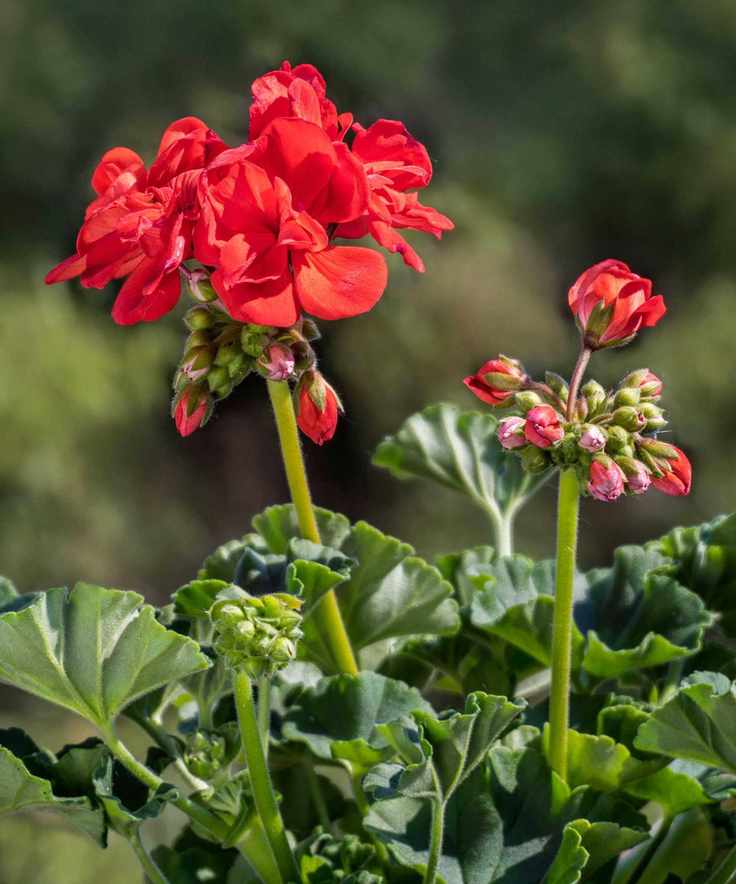 red pelargonium