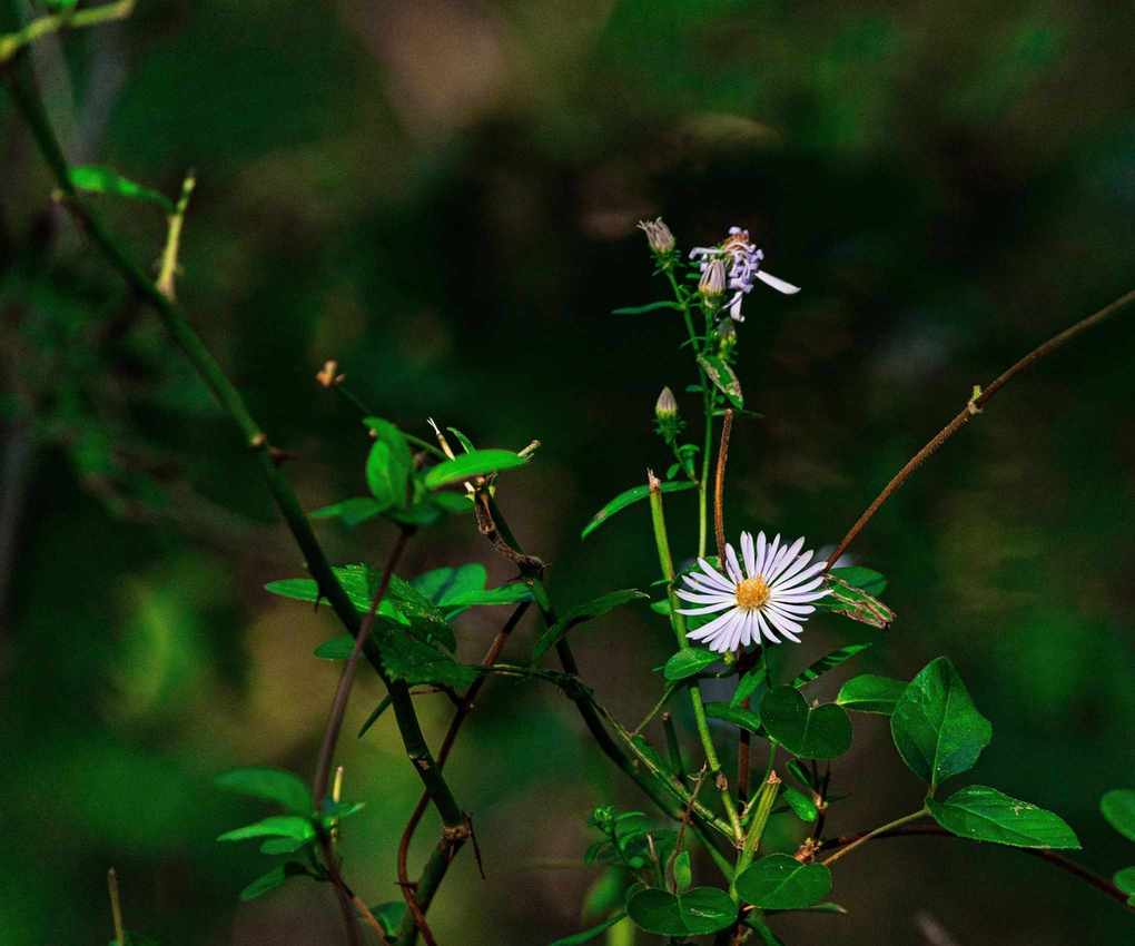Climbing aster in a garden, with lilac blooms
