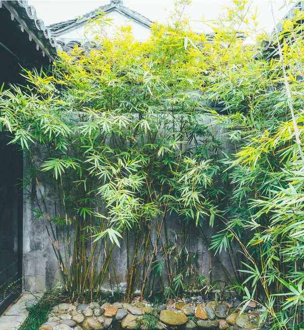 Bamboo for screening