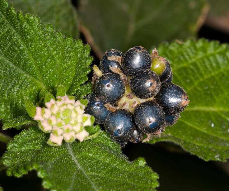 Lantana seeds and buds