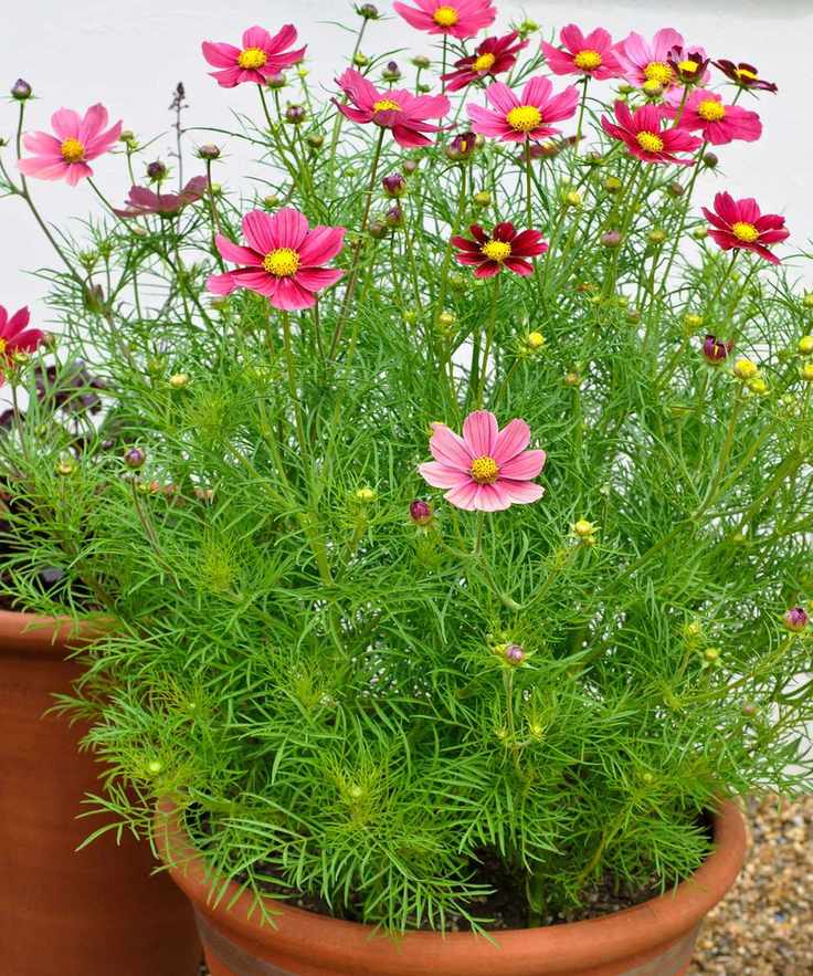 cosmos in pot