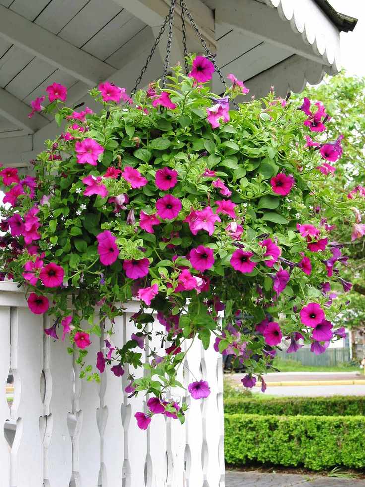 Hanging basket with petunias