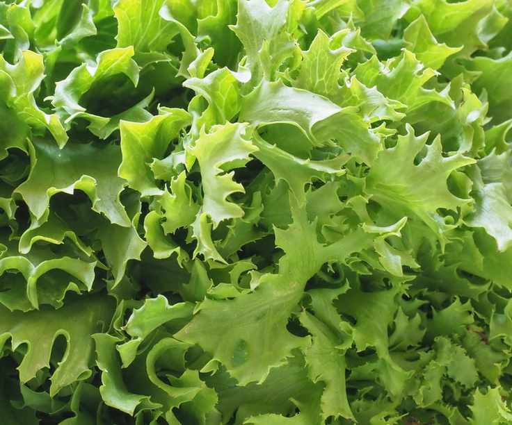 Curly endive leaves